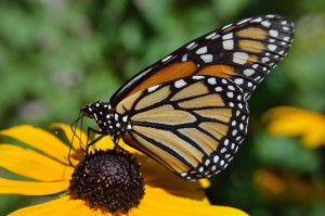 Monarch Butterfly